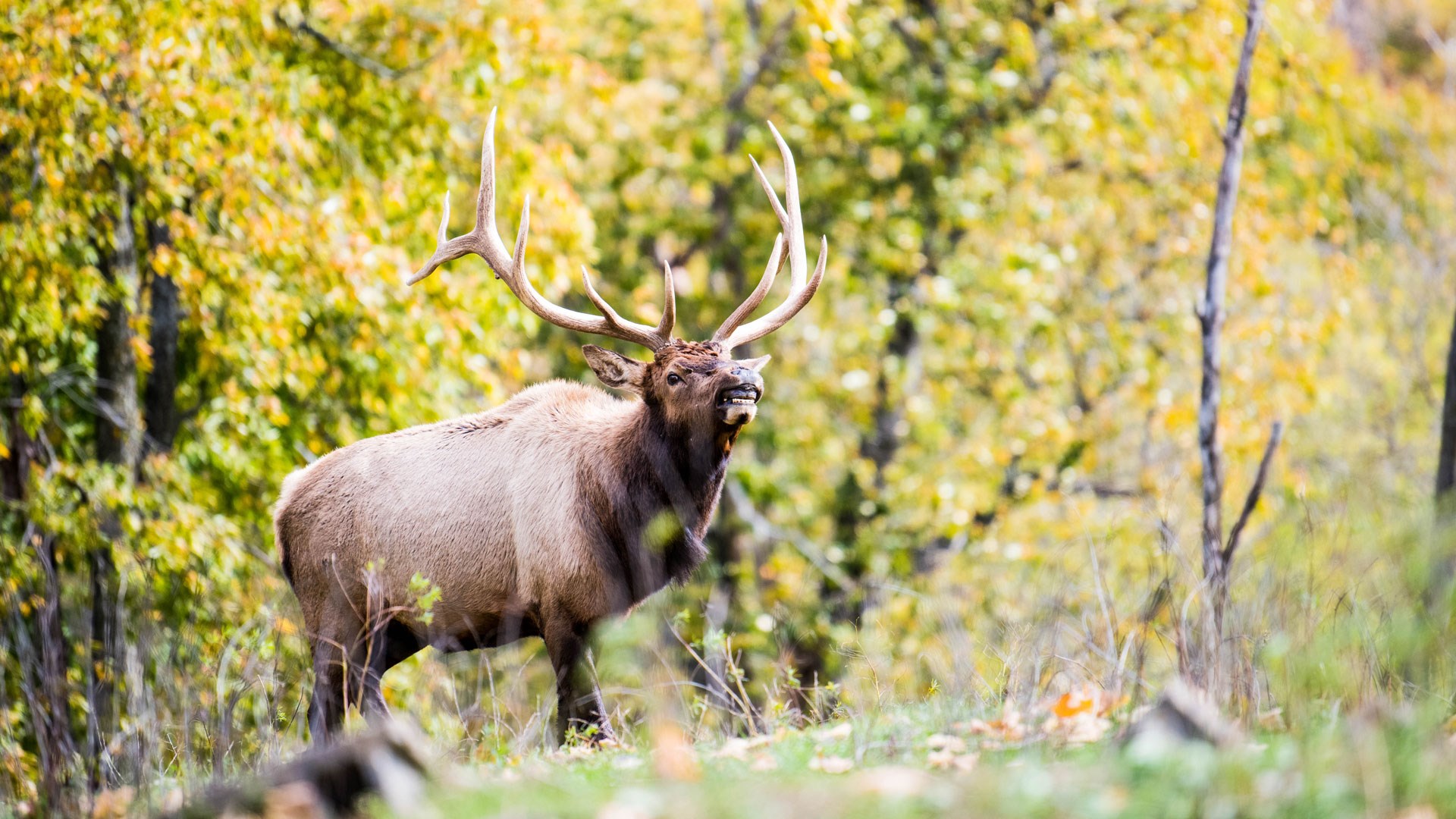Elk bugling