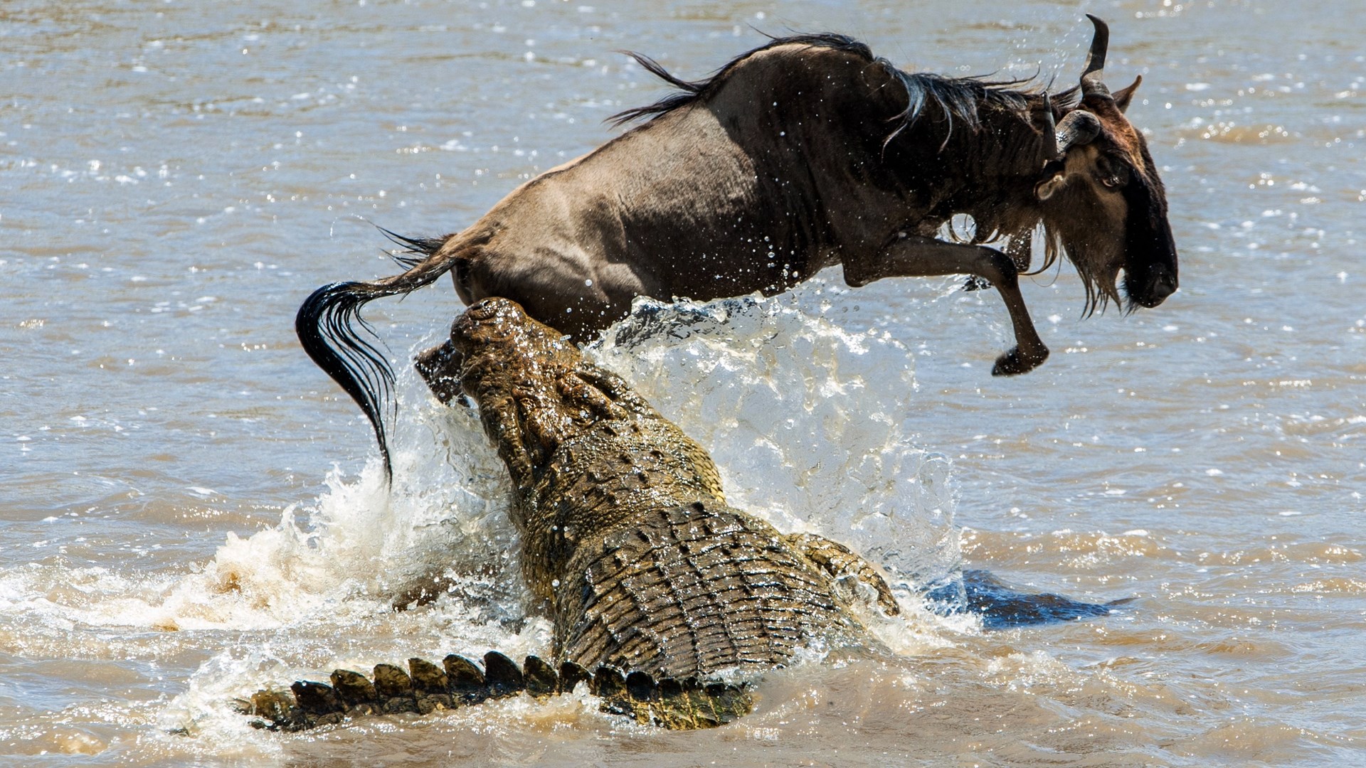 Ambush Predator