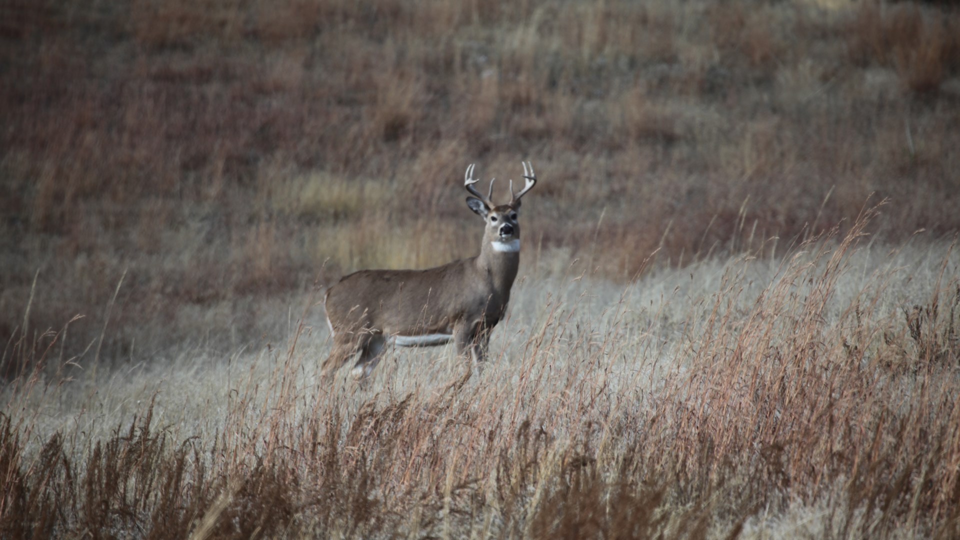 Buck on a hill