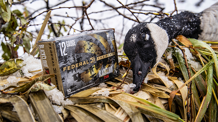 Goose with Federal Premium Black Could 12-Gauge Tungsten Ammunition