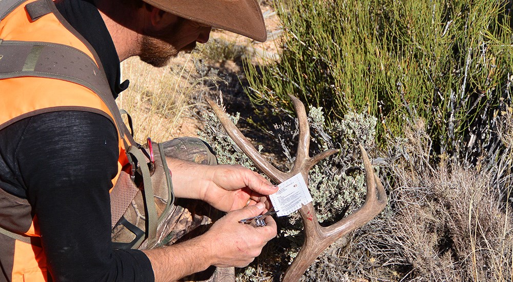 Hunter placing hunting tag on mule deer antler.