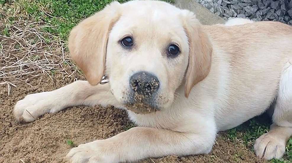 peta_puppies.jpg