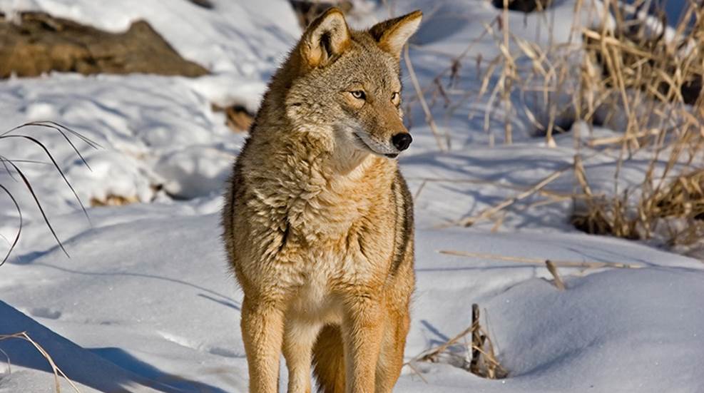 How to Hunt Coyotes Without Calls | An Official Journal Of The NRA