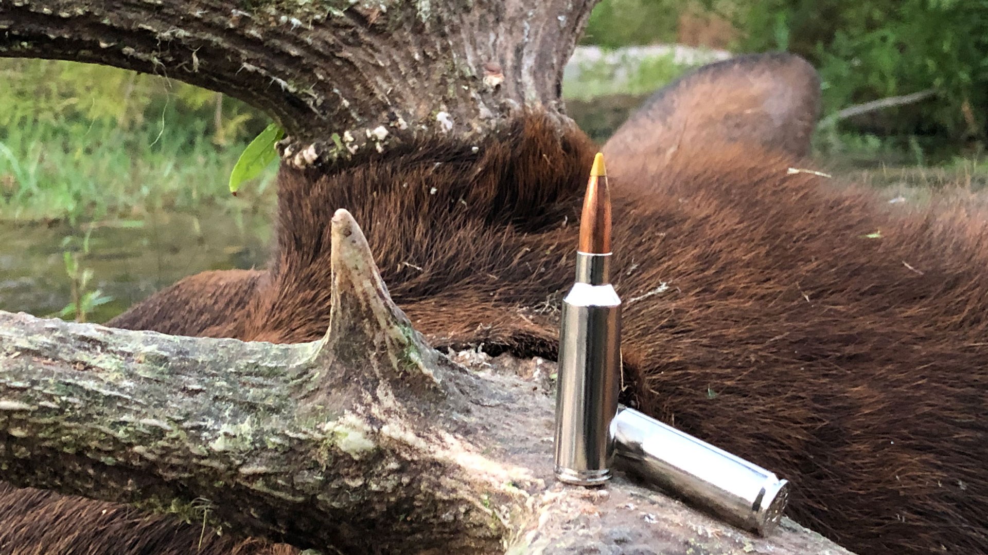 Cartridge on antler