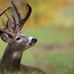 easternwhitetails_lead.jpg