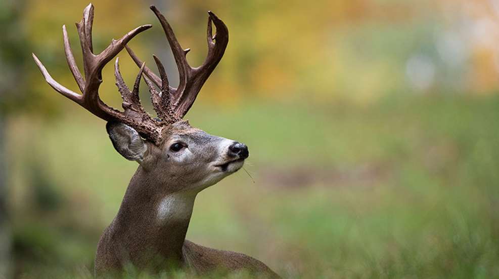 easternwhitetails_lead.jpg