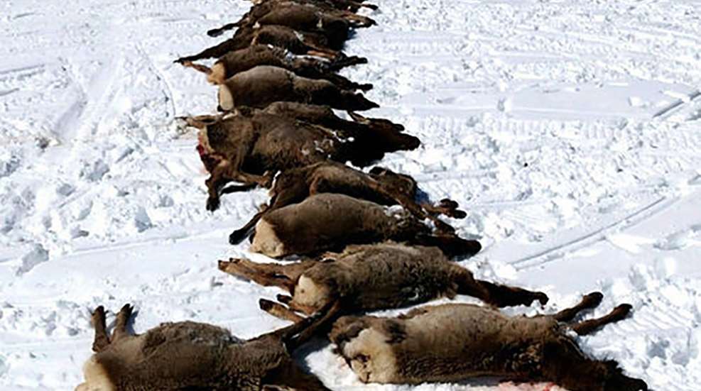 elk_wolf_kill_wyoming.jpg