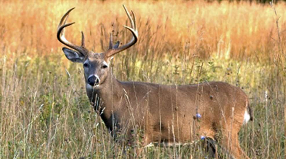 2010825142912-deer_myths_f.jpg