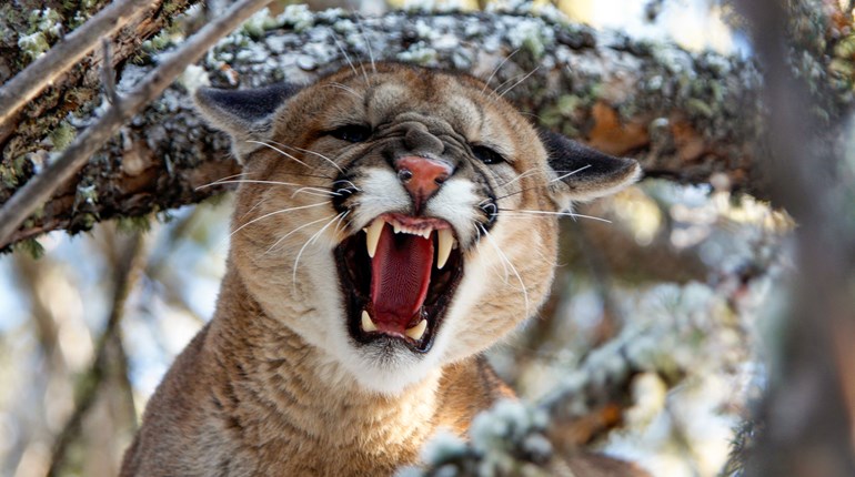 Nebraska: A Mountain Lion on the Eighth Green | An Official Journal Of The NRA