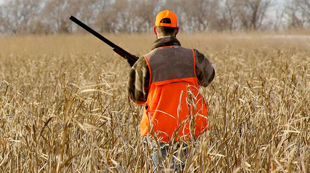 dog_gone_pheasants_f.jpg