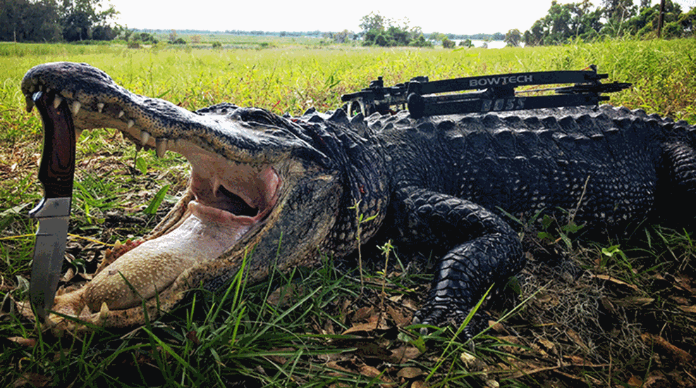 bowfishinggators_lead.gif