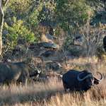 W H2026 08 F Cape Buffalo 9R0A7308