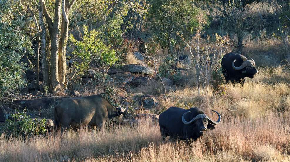 W H2026 08 F Cape Buffalo 9R0A7308