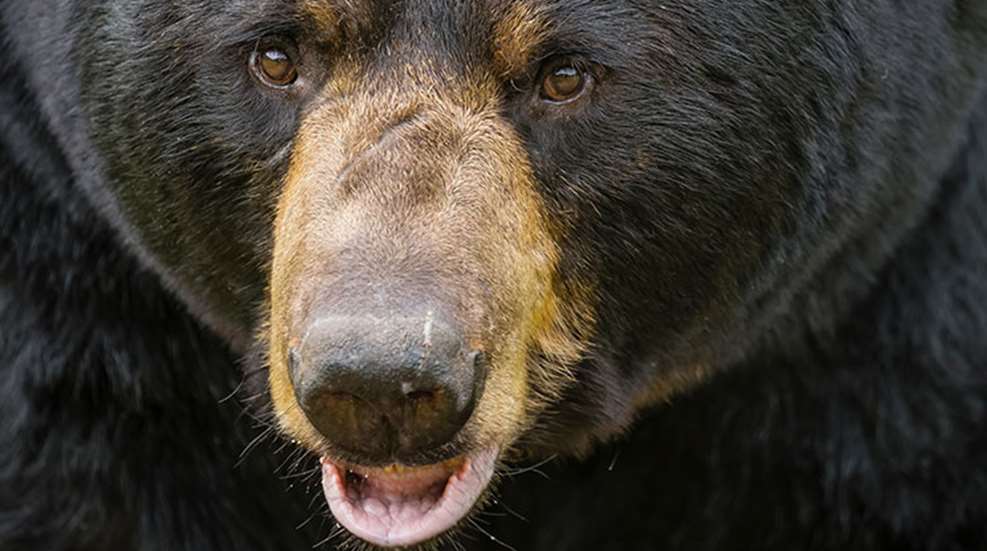 beardefense_lead.jpg