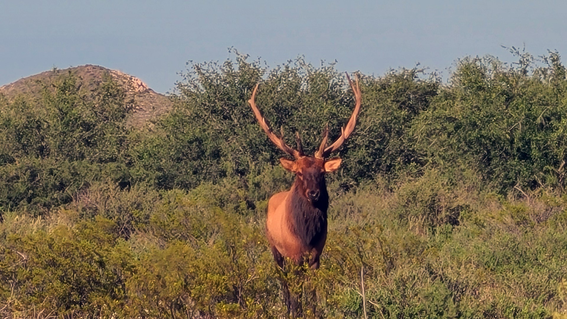 Elk starin