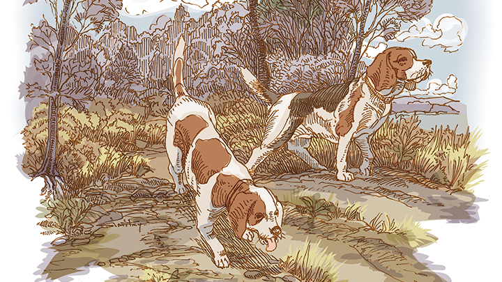 Illustration of Two Beagles