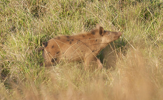 A Porker in Paradise