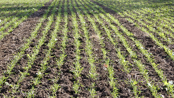 Winter Wheat Planted in Linear Space