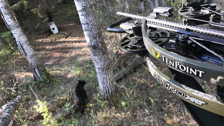 Sitting in hunting stand with TenPoint Crossbow as black bear walks into range