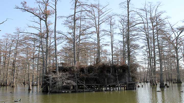 Duck Blind on Small Water