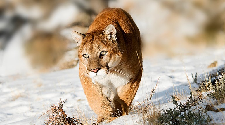 Idaho: Four-Year-Old Girl Attacked By Mountain Lion | An Official Journal Of The NRA
