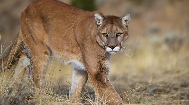 Hunter and Hounds Avenge Victim of Cougar Attack | An Official Journal Of The NRA