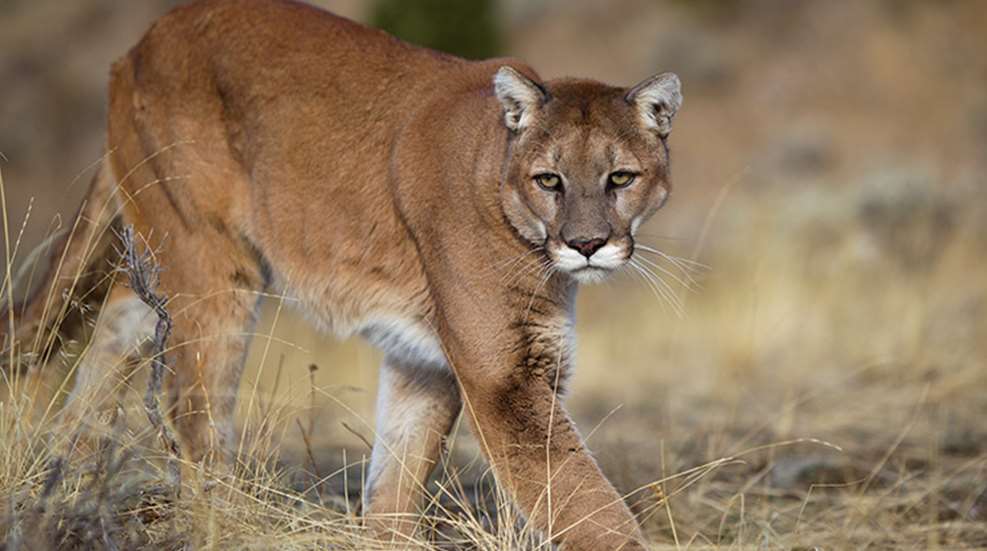 mountain_lion_hounds_f.jpg