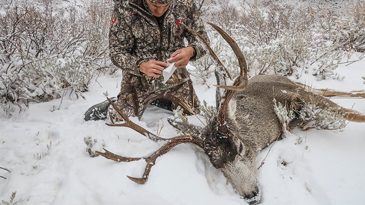 Hunter Tagging Mule Deer Buck
