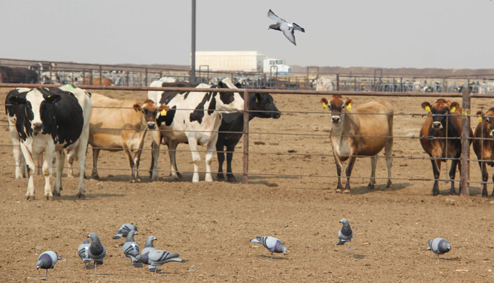 Pigeon landing among decoys and cows in a dirt pasture
