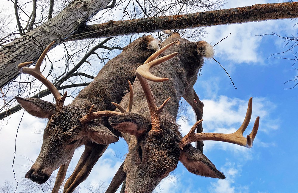 Whitetail bucks hanging from buck pole.