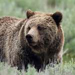 bigbears_lead.jpg