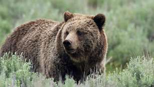 bigbears_lead.jpg
