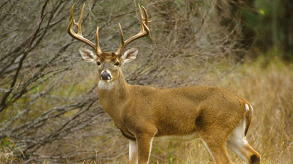 20121016102727-buck_fever_f.jpg