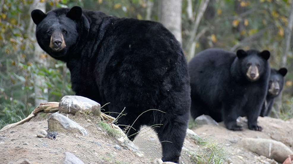black_bears_tips_jh.jpg
