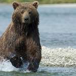 alaska_brown_bear_f.jpg