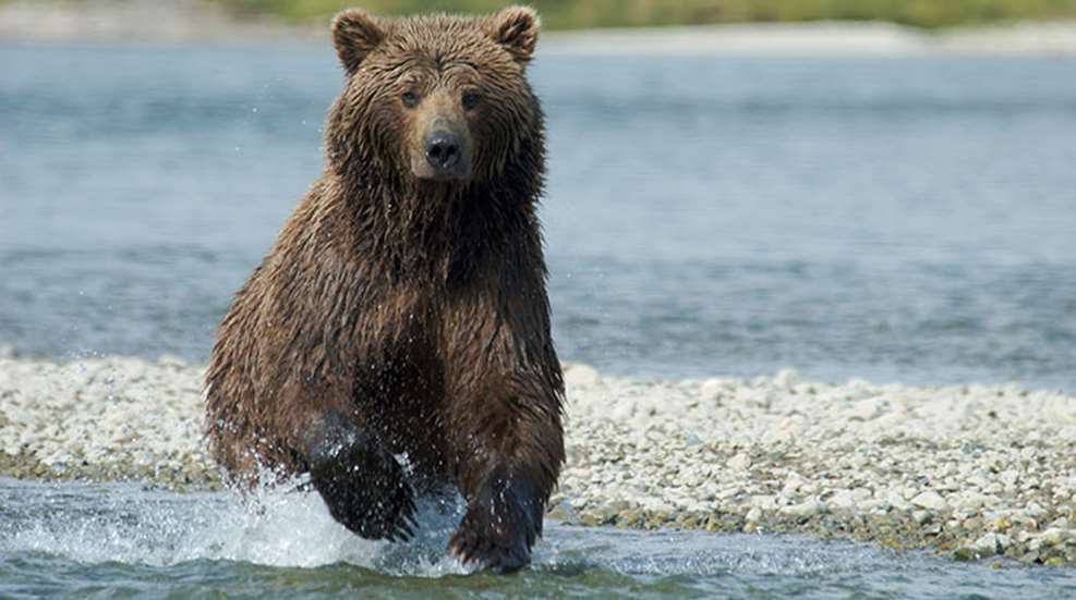 alaska_brown_bear_f.jpg