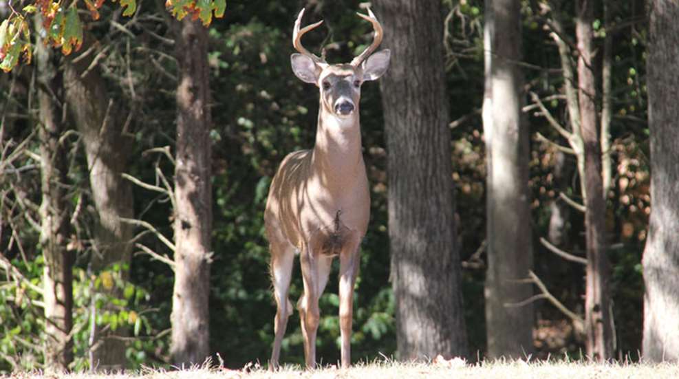 timber-4.jpg