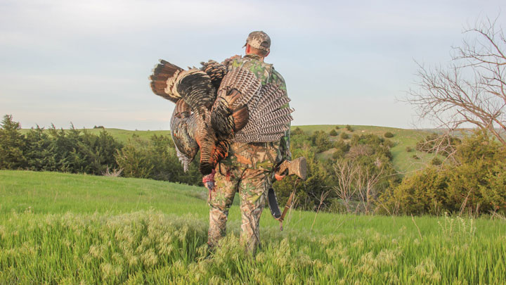 Hunter walking through a green field carrying turkey