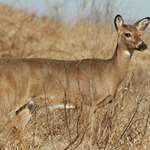 pennanterlessdeer_lead.jpg