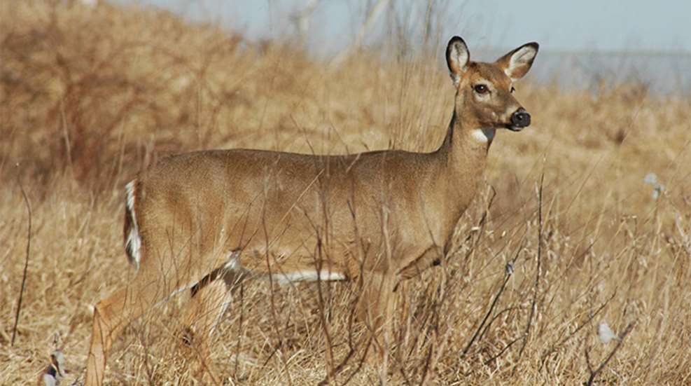pennanterlessdeer_lead.jpg
