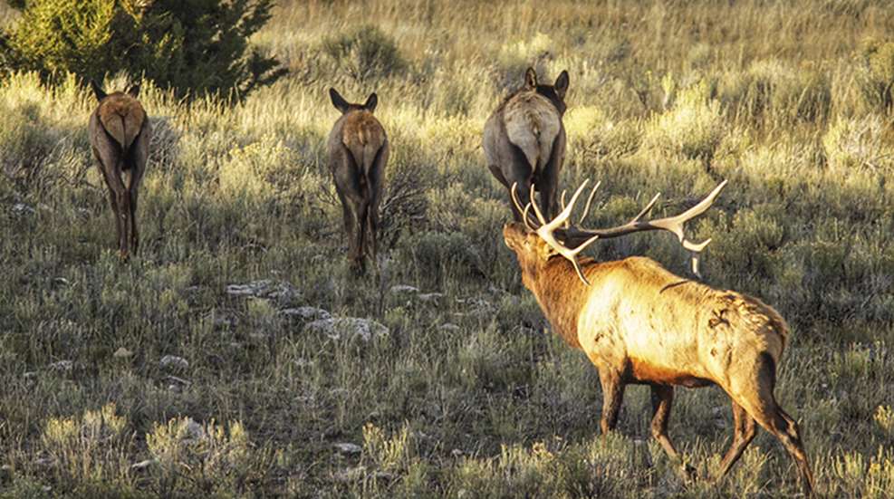 hour-to-hour-elk-tactics_lead.jpg