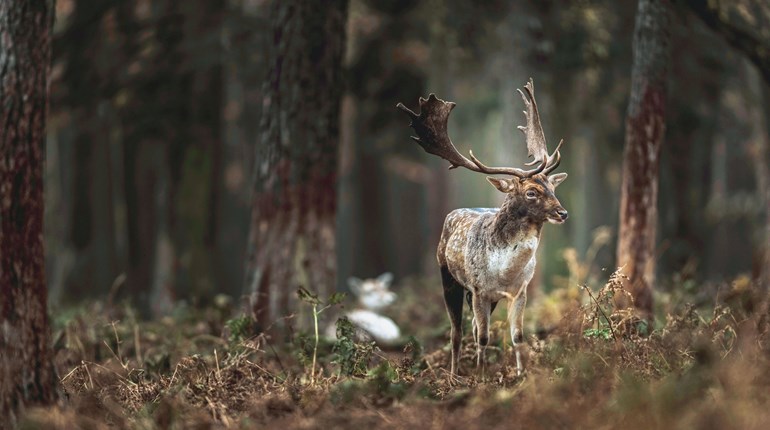 Deer Stalking in the Cotswalds: An English Experience | An Official Journal Of The NRA