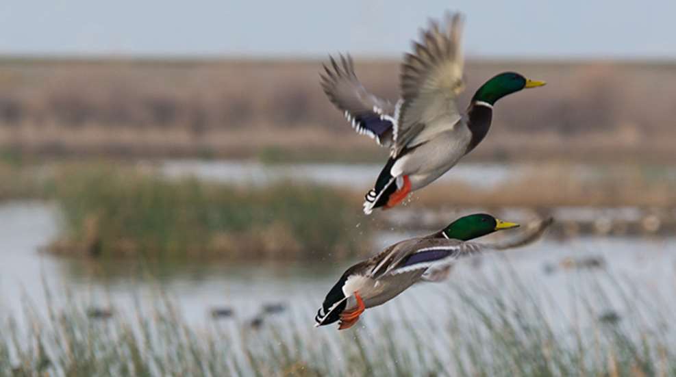 NRA Hunters' Leadership Forum  Waterfowl Hunter Numbers in