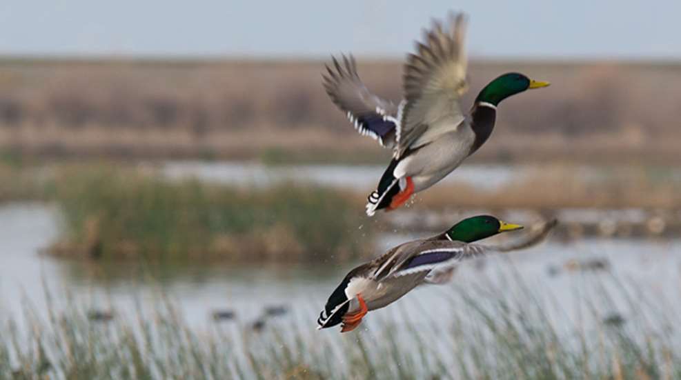 delta_duck_report_f.jpg (1)