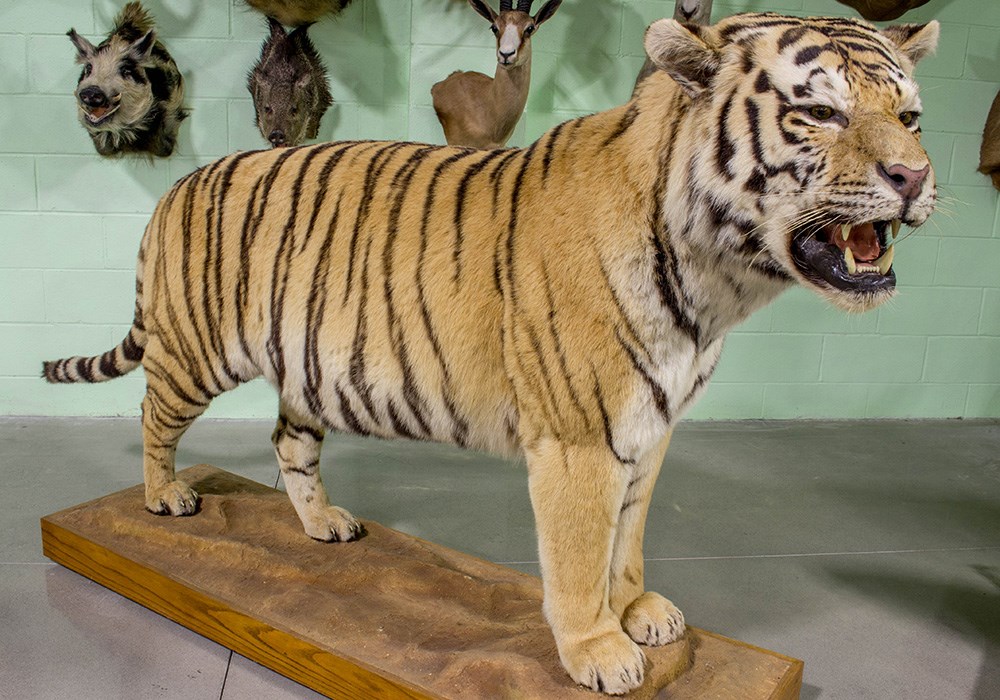Siberian tiger full body taxidermy mount.
