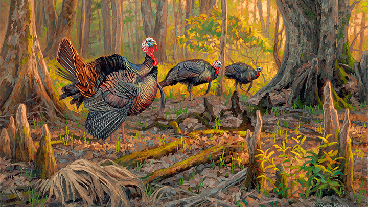 painting of wild turkeys in fall woods