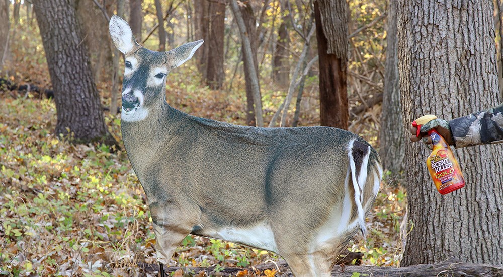 Male spraying synthetic deer scent on whitetail doe decoy.