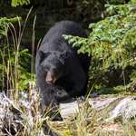 How To Call Spring Bears Lead