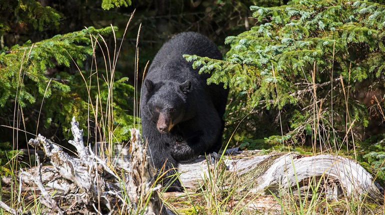 How to Call Spring Bears | An Official Journal Of The NRA
