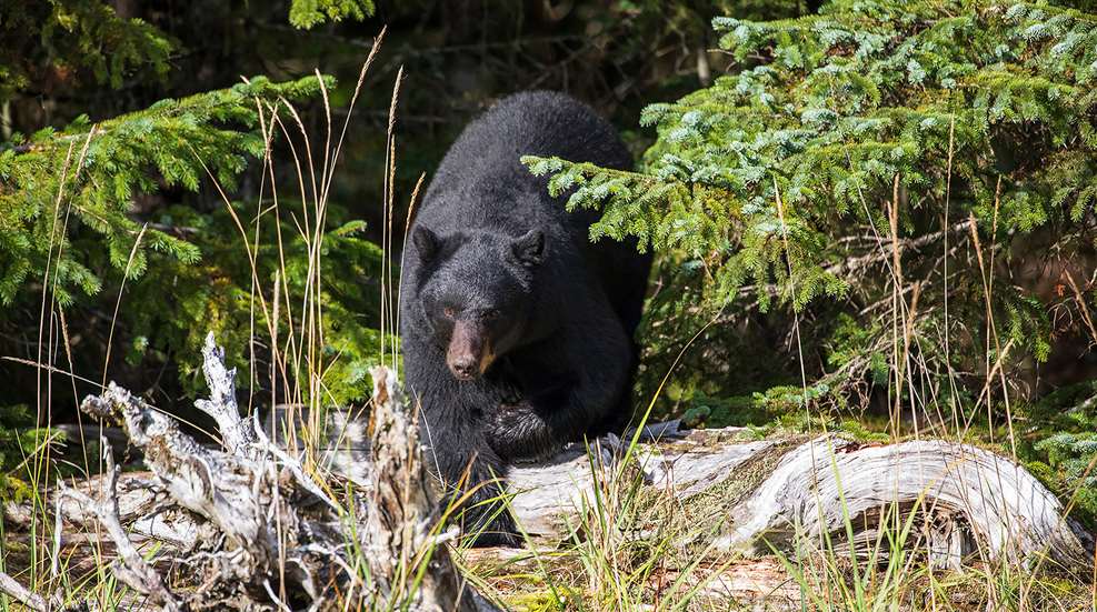 How To Call Spring Bears Lead